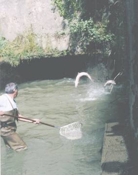 Saumons �lectriques