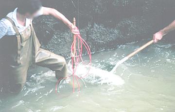 ...et saumon �lectris� !